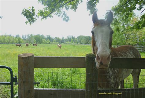 horse rescue ontario|rescue horses for adoption.